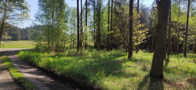 Działka leśna Końcewo. Zdjęcie 1