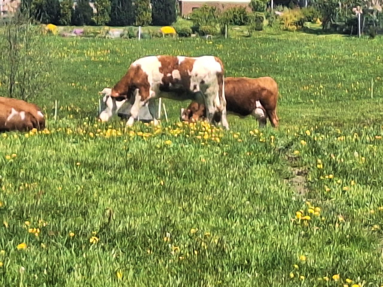 Działka rolno-budowlana Stara Białka. Zdjęcie 7
