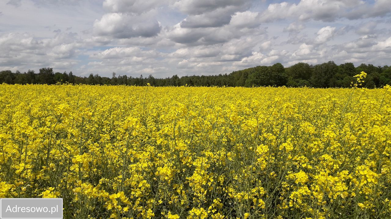 Działka budowlana Swoboda. Zdjęcie 6
