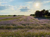 dom letniskowy, 3 pokoje Świeszewko. Zdjęcie 2