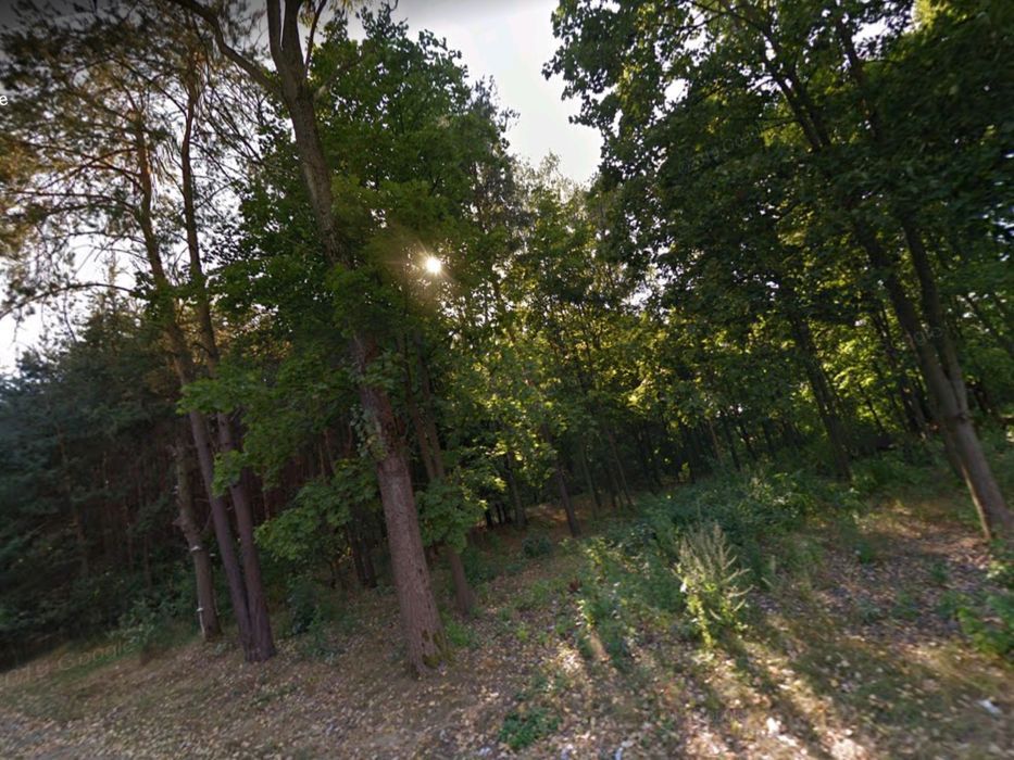 Działka leśna Grzegorzewice. Zdjęcie 4