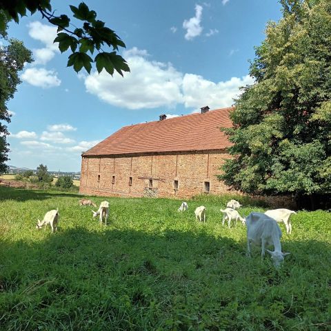 Działka Wilków Wielki. Zdjęcie 1