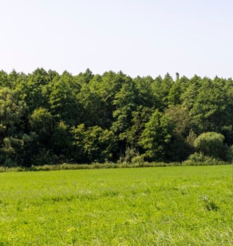 Działka rolno-budowlana Jacentów. Zdjęcie 1