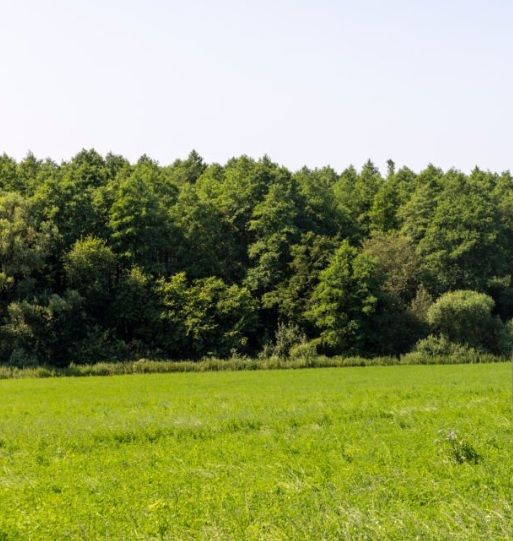 Działka rolno-budowlana Jacentów