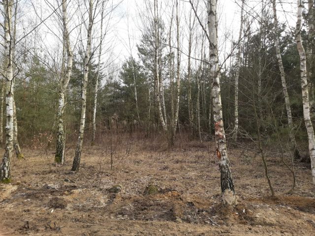 Działka budowlana Wilamy. Zdjęcie 1