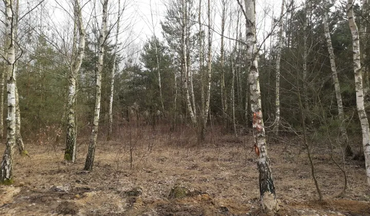 Działka budowlana Wilamy