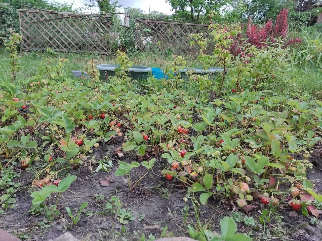 Działka rod Konstancin-Jeziorna