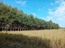 Działka leśna Niemierzyn