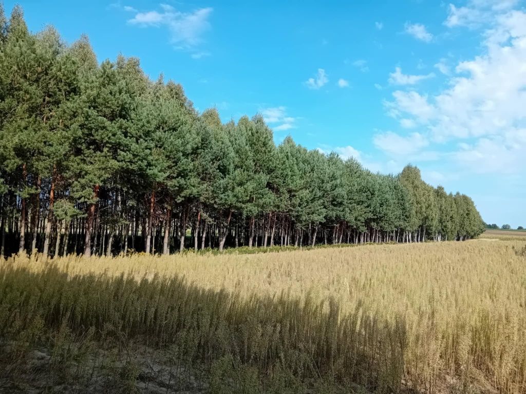 Działka leśna Niemierzyn