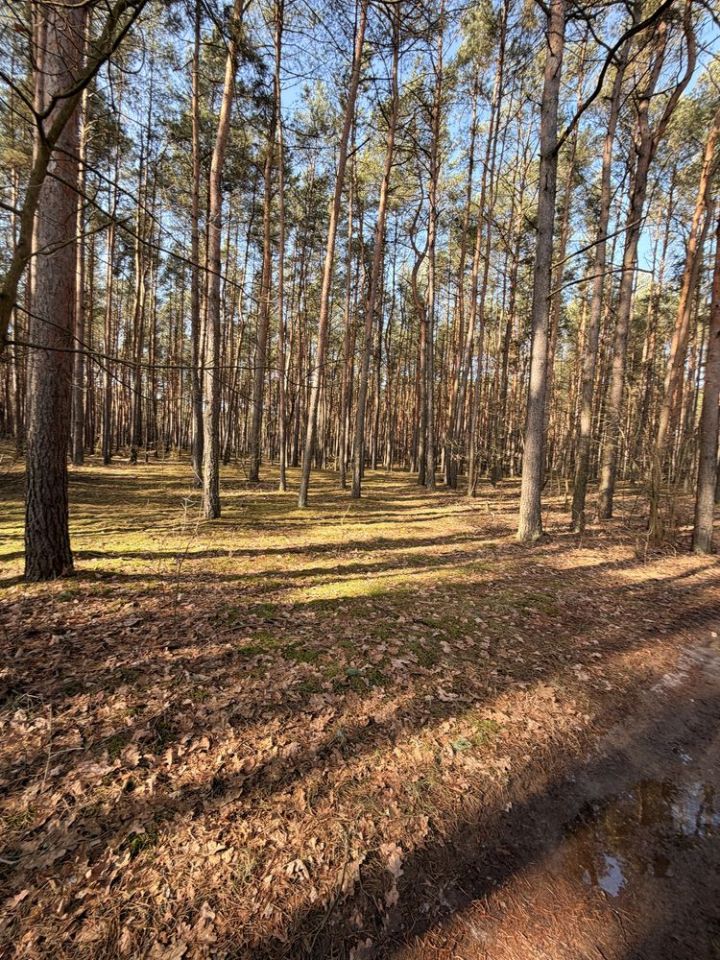 Działka leśna Zambski Kościelne. Zdjęcie 7