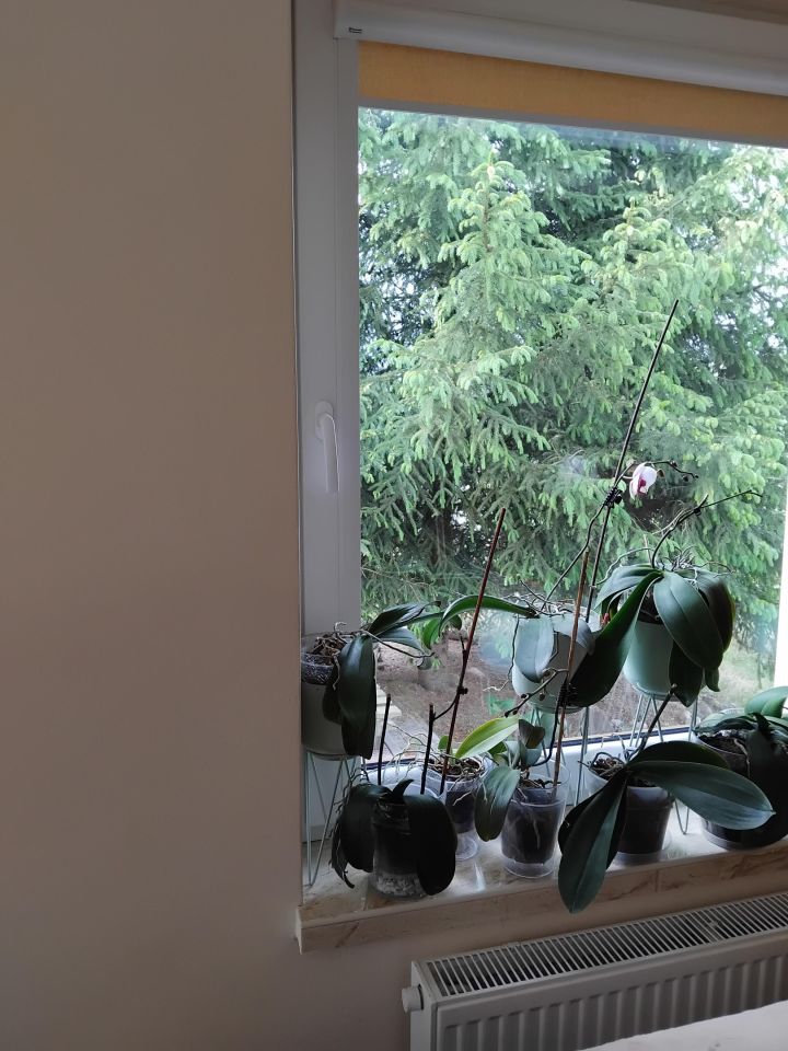 dom wolnostojący, 2 pokoje Albertów. Zdjęcie 6