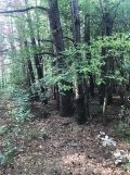 Działka leśna Rydzewo