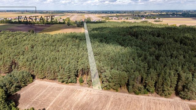 Działka leśna Maurzyce. Zdjęcie 2