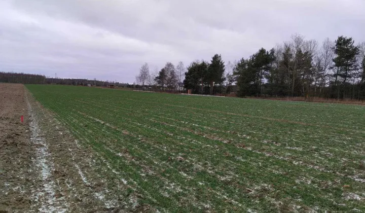 Działka budowlana Gołąbek, ul. Leśna