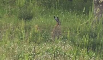 Działka rekreacyjna Gostomko
