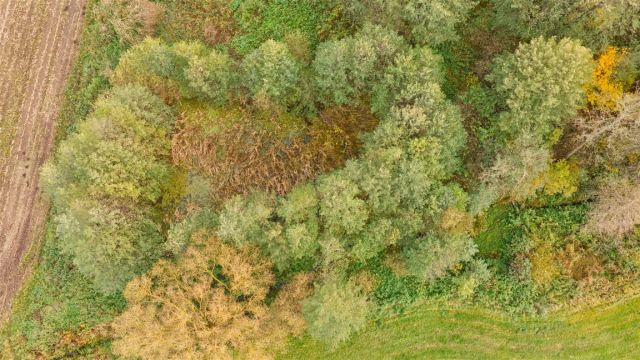 siedlisko, 2 pokoje Rolki. Zdjęcie 5