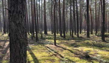 Działka leśna Tereszpol-Zaorenda