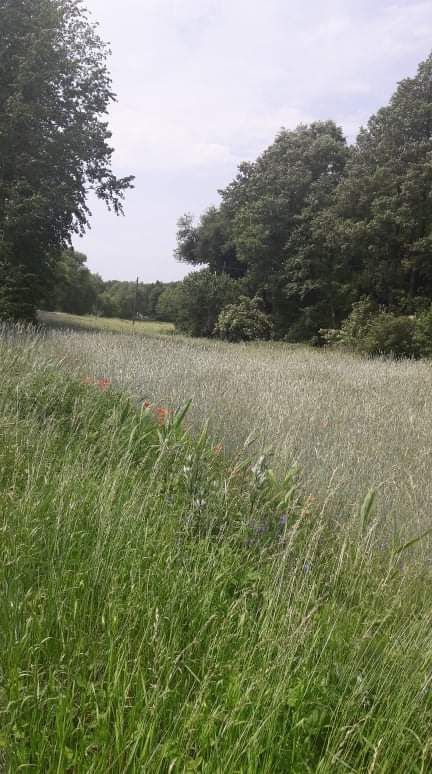 Działka budowlana Grudziądz Mniszek, ul. Wojciecha Kossaka. Zdjęcie 2