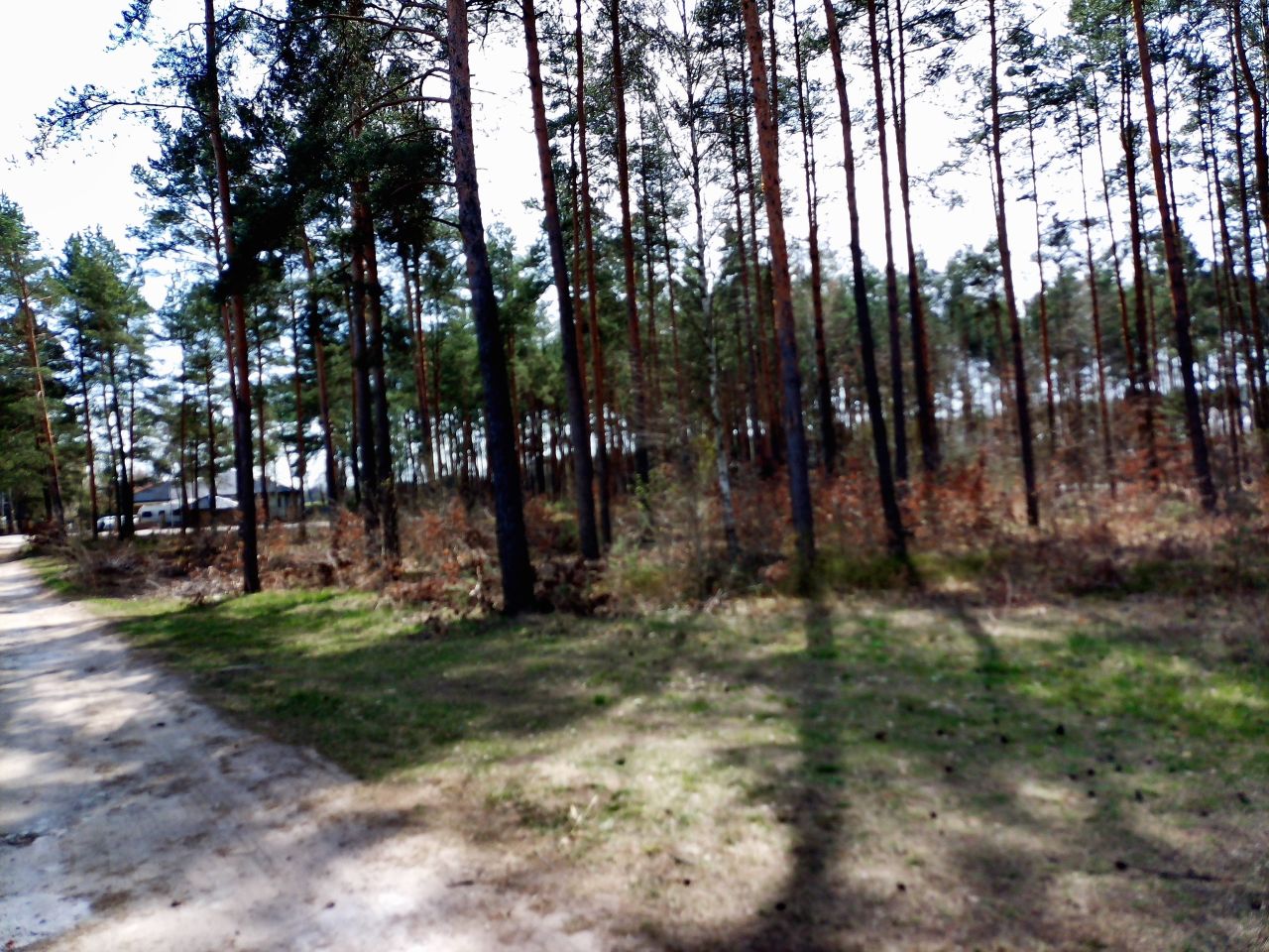 Działka leśna Marynino. Zdjęcie 21