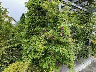 dom wolnostojący, 4 pokoje Bielsko-Biała Lipnik, Władysława Kiernika. Zdjęcie 26