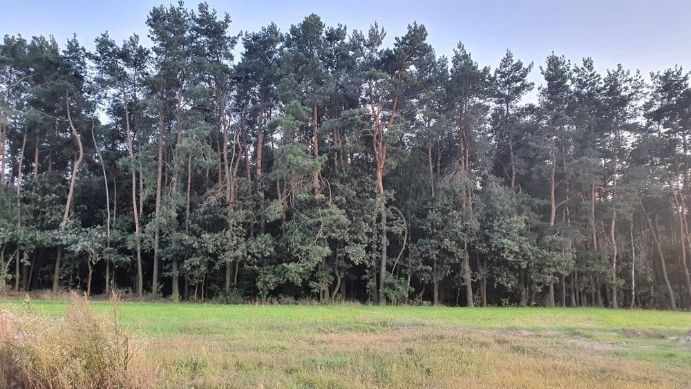 Działka inwestycyjna Budy Siennickie. Zdjęcie 3