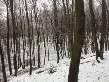 Działka leśna Wólka Kraśniczyńska. Zdjęcie 3