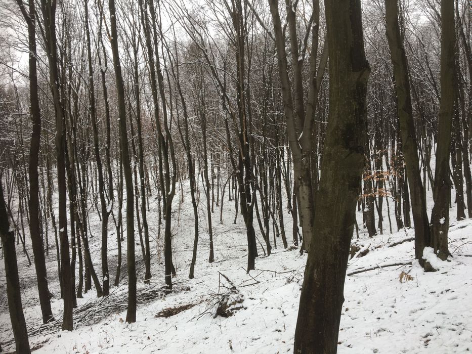 Działka leśna Wólka Kraśniczyńska. Zdjęcie 4