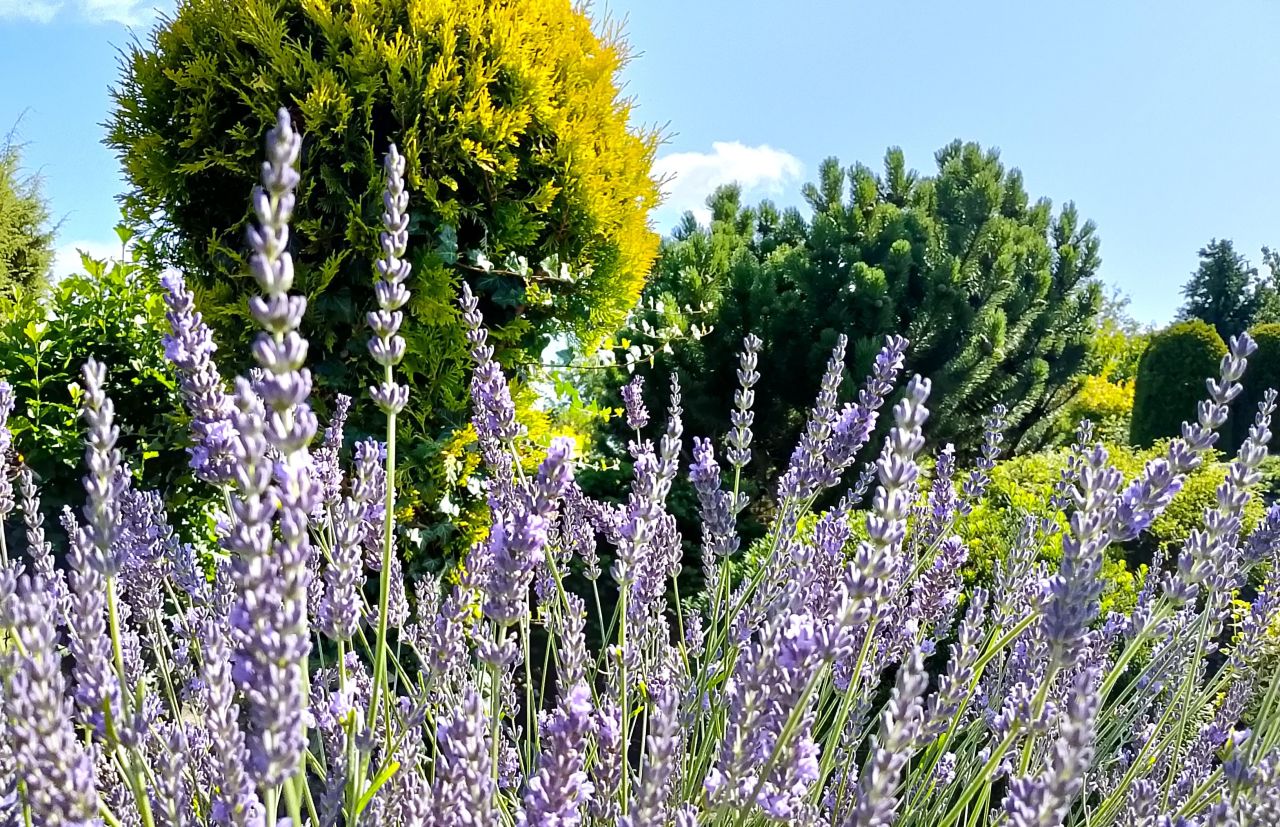 Działka rod Białystok, ul. Adama Mickiewicza. Zdjęcie 14