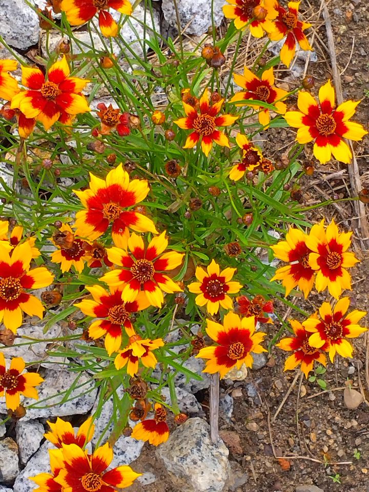 Działka rod Wrocław Bierdzany, ul. Nizinna. Zdjęcie 2