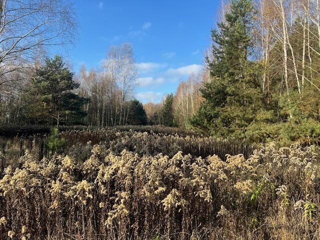 Działka leśna Stara Huta. Zdjęcie 3