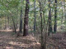 Działka leśna Boratyniec Lacki. Zdjęcie 3