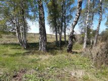 Działka leśna Pomiłowo. Zdjęcie 3