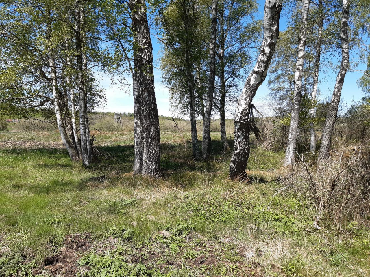 Działka leśna Pomiłowo. Zdjęcie 4