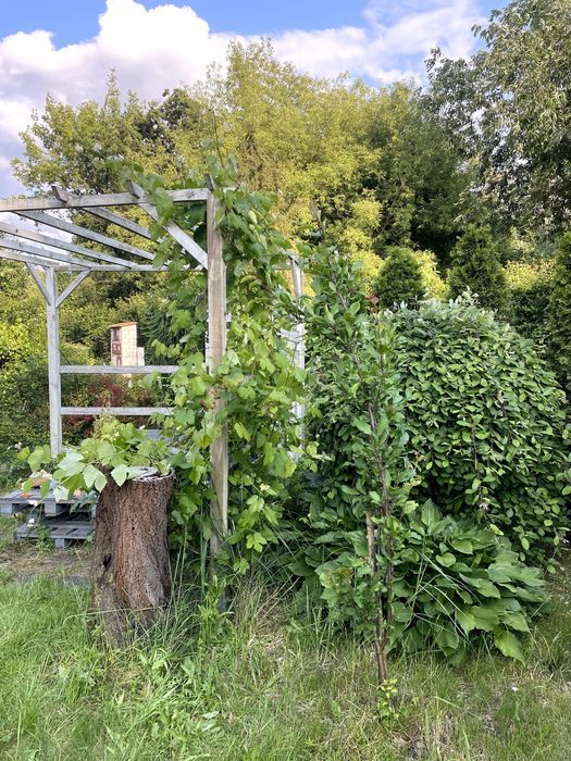 Działka rod Warszawa Mokotów. Zdjęcie 6