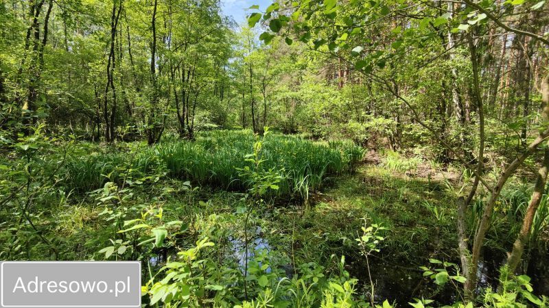 Działka leśna Łęg. Zdjęcie 9