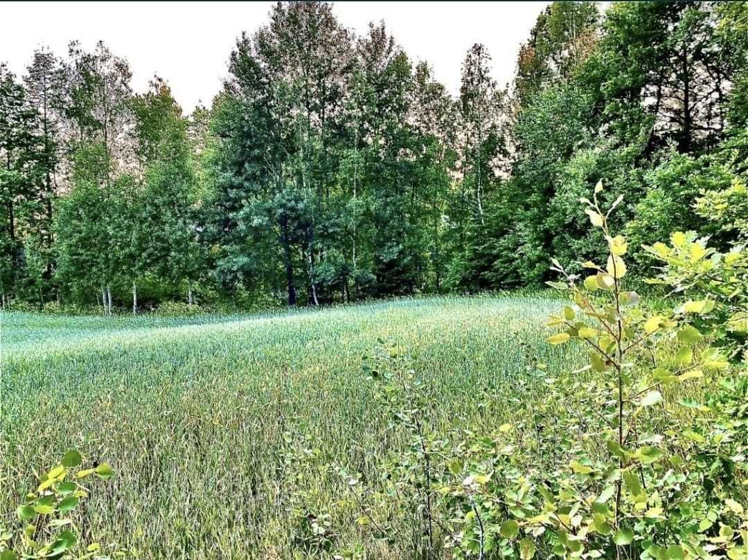 Działka budowlana Zgorzałe. Zdjęcie 7