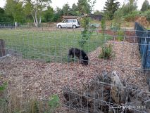 Działka rod Radom Firlej, ul. Wincentego Witosa. Zdjęcie 4