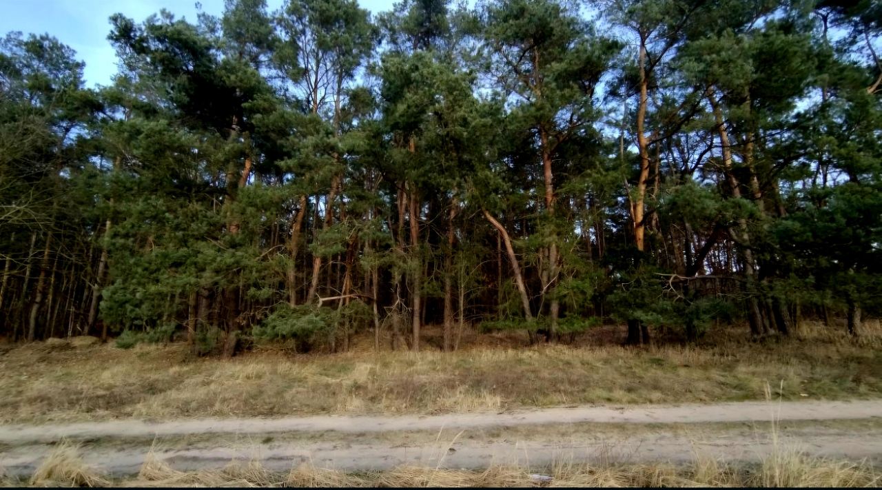 Działka budowlana Pniewo, ul. Gryfińska. Zdjęcie 4