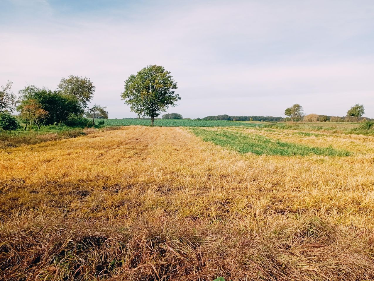 Działka rolno-budowlana Godziszowa. Zdjęcie 3