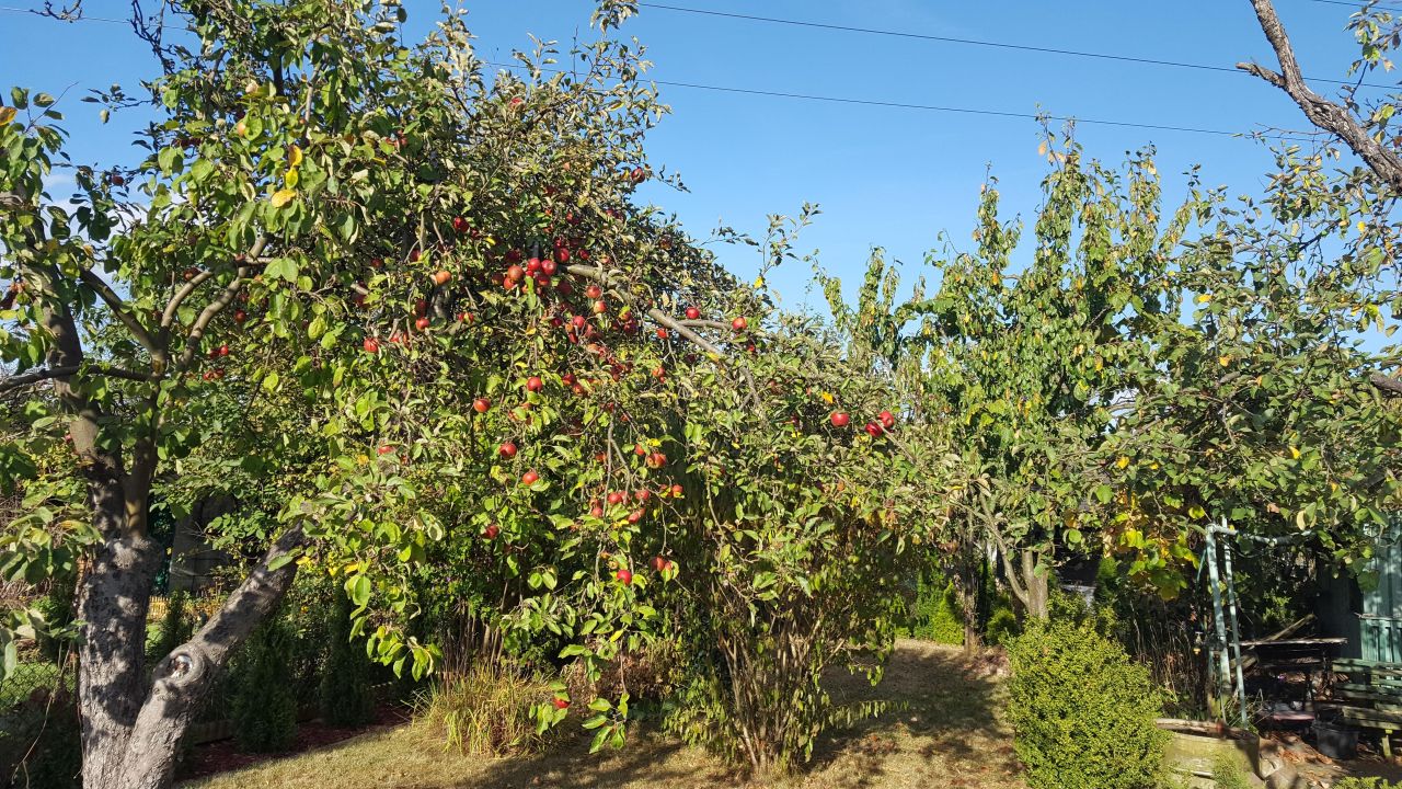 Działka rod Gorzów Wielkopolski Zamoście, ul. Śląska. Zdjęcie 5