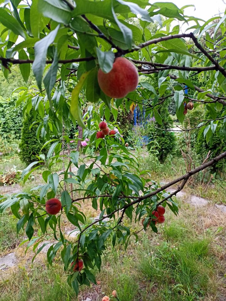 Działka rod Warszawa Mokotów, al. Niepodległości. Zdjęcie 14