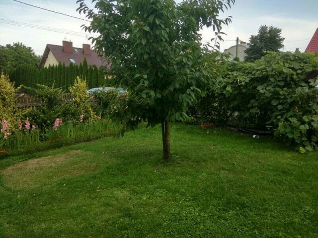 dom wolnostojący, 5 pokoi Tarnobrzeg Wielowieś. Zdjęcie 1