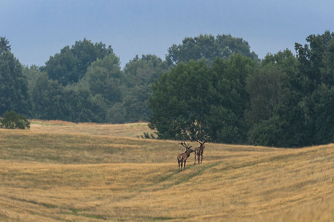 Działka rolna Sarnikierz. Zdjęcie 2