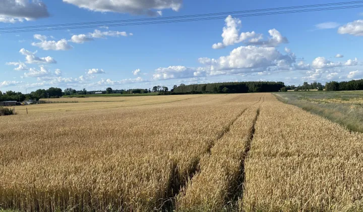 Działka rolna Łysomice, ul. Długa