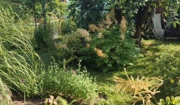 Działka rod Pruszcz Gdański