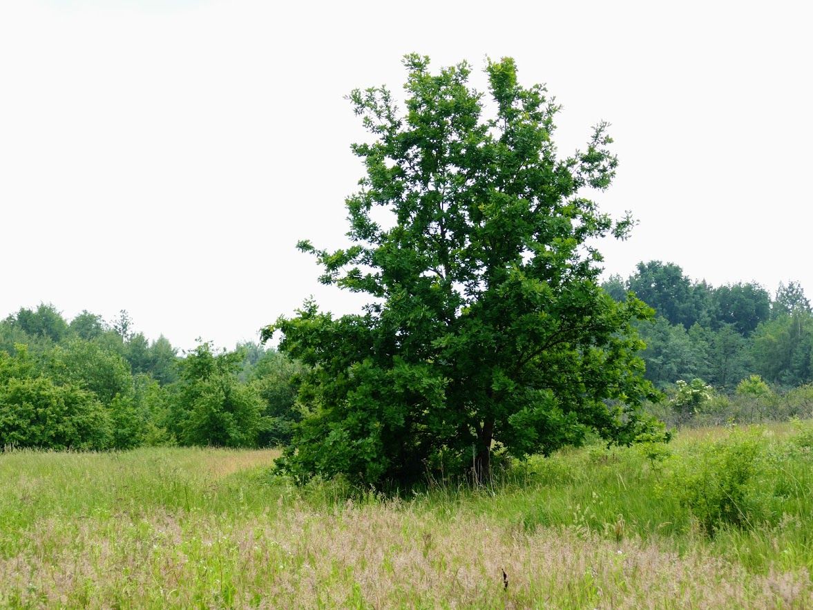 Działka rolna Załęże Duże Załęże-Parcela. Zdjęcie 5