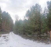 Działka leśna Helenów. Zdjęcie 1