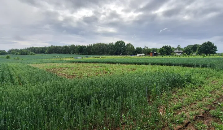 Działka budowlana Bodzanów