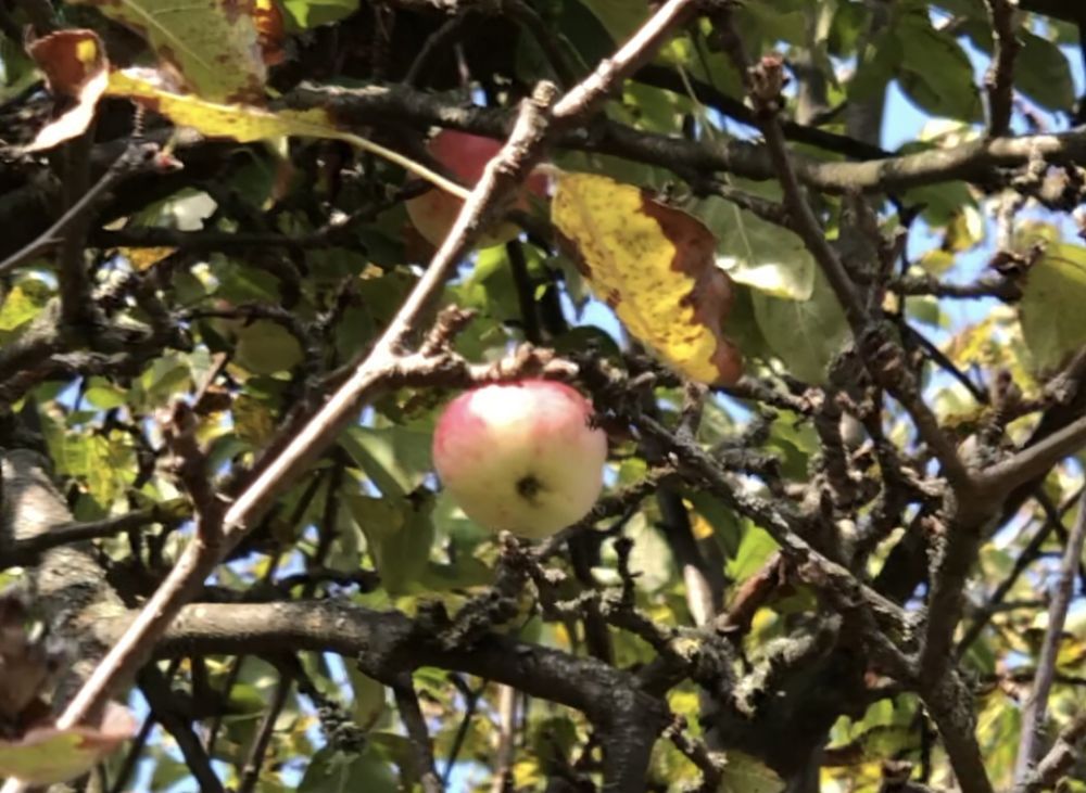 Działka rod Nowa Dęba. Zdjęcie 8