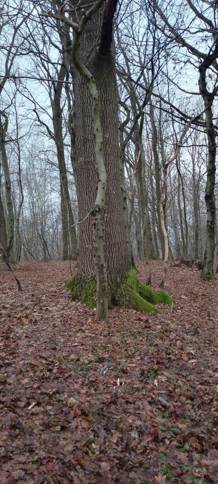 Działka leśna Osobnica Wiśniówki. Zdjęcie 7
